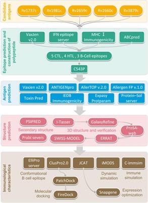 In silico Analysis of Peptide-Based Biomarkers for the Diagnosis and Prevention of Latent Tuberculosis Infection